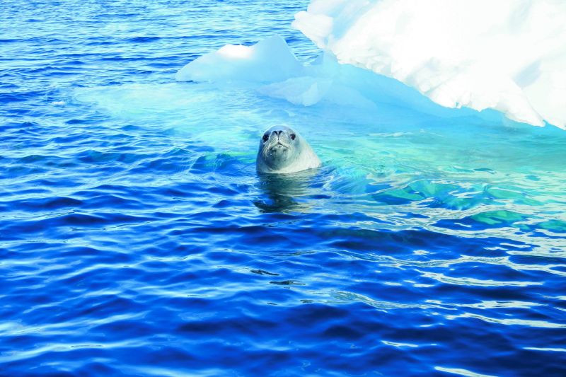 Hello, there! Crabeater seal with iceberg