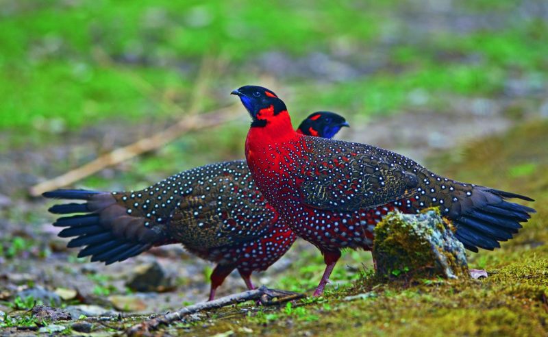 Satyr Tragopan, Singalila National Park.