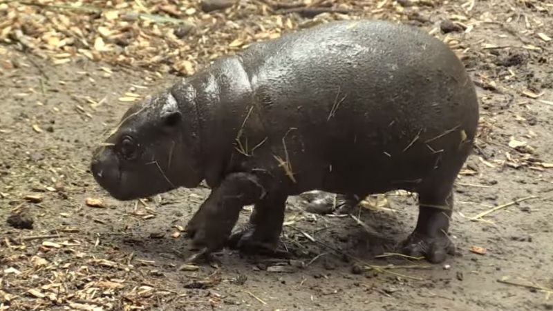 Pygmy hippopotamus baby looks around after being unveiled (Photo: Youtube/AFP)