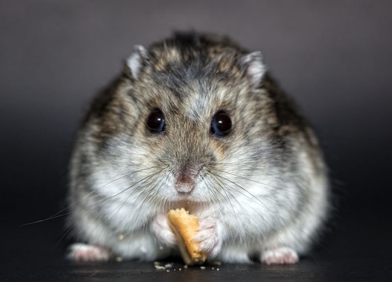 Pet hamster scavanged body of owner and used his skin and bones to create nest