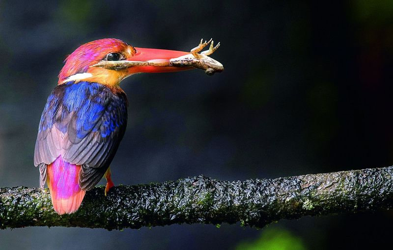 Oriental dwarf kingfisher