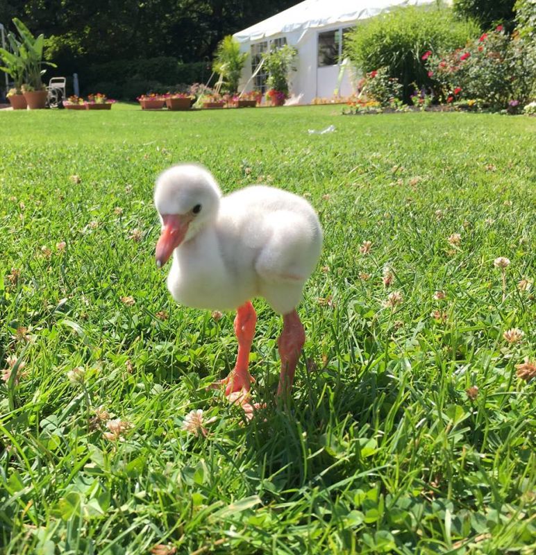 Playing outdoors, the baby flamingo trying to be an adult has touched a chord with internet users (Photo: Facebook)