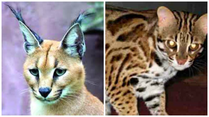 Caracal (left) and leopard cat (above) were being brought to the city from UP.