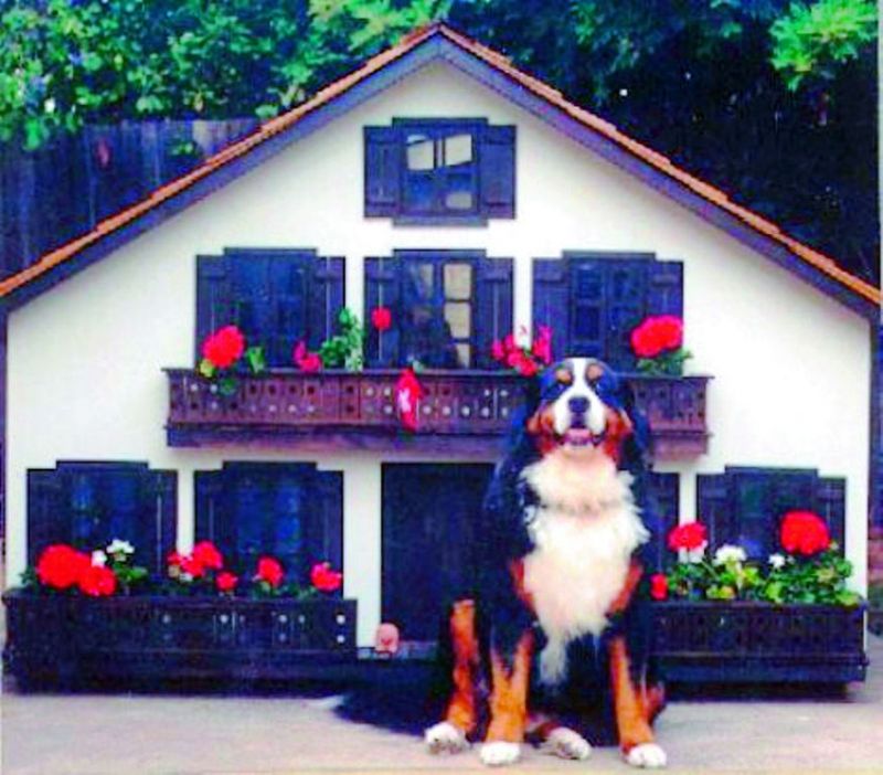 Swiss Chalet Dog Home