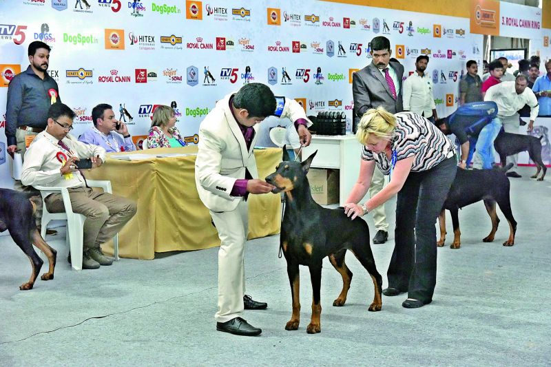 A doberman being inspected during the championship