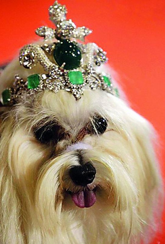 Dog Tiara