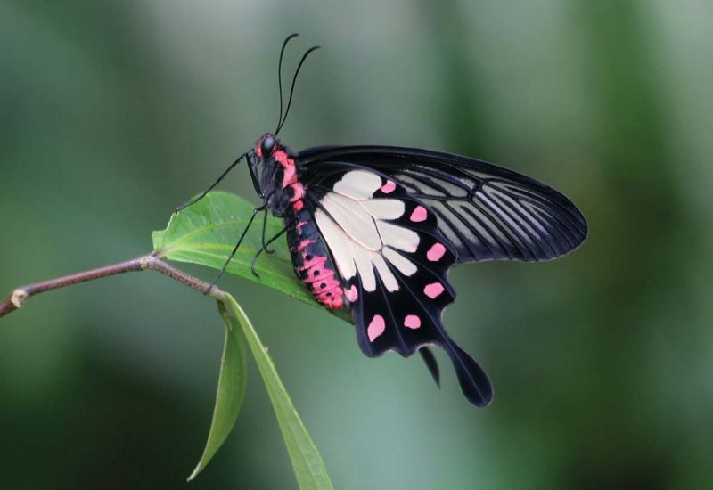 Malabar Rose Endemic Butterfly