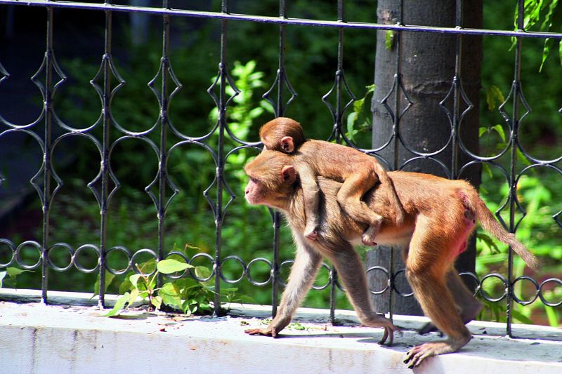 Pankaj's photos of monkeys