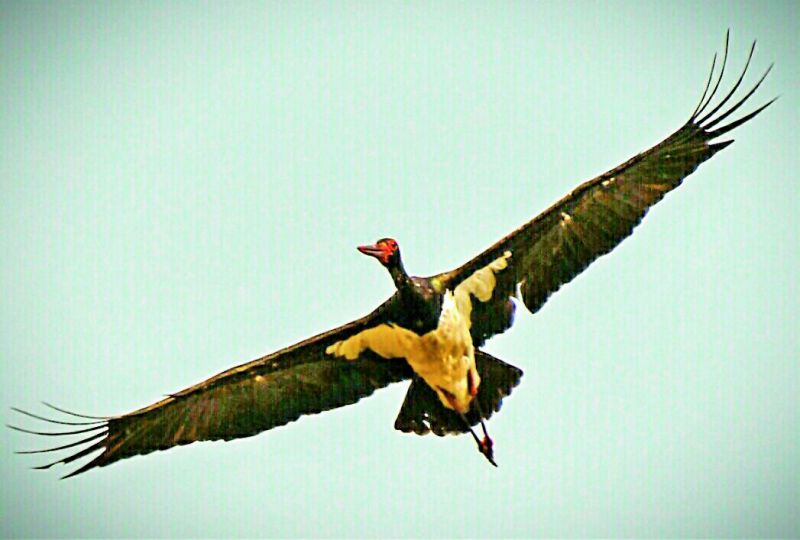 Black stork; photographed by  Dr Balakrishna Marar.
