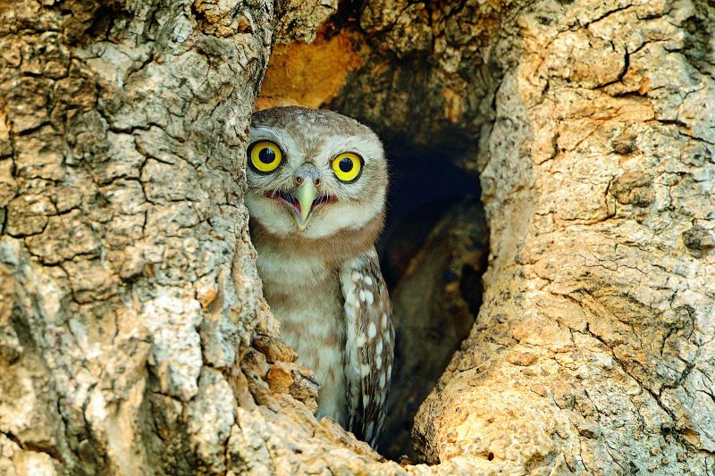 peek a boo-spotted owlet