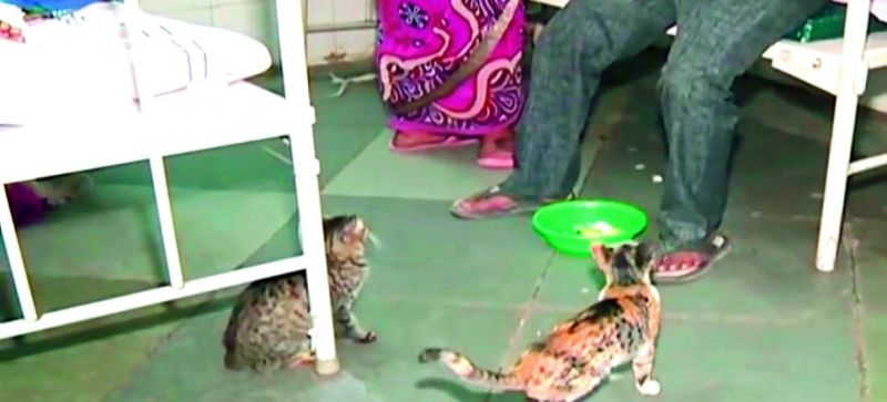 Cats wait for patients and their attendants for scraps of food at the OGH