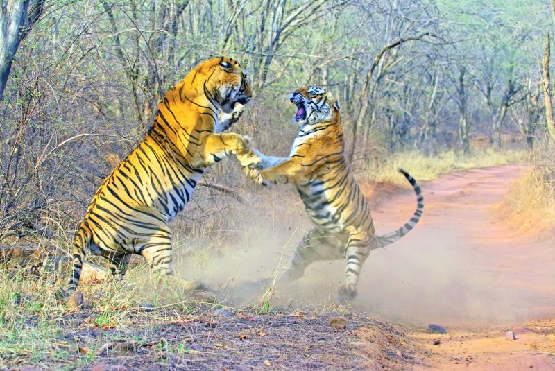 Tigers fighting at Ranthambhore.