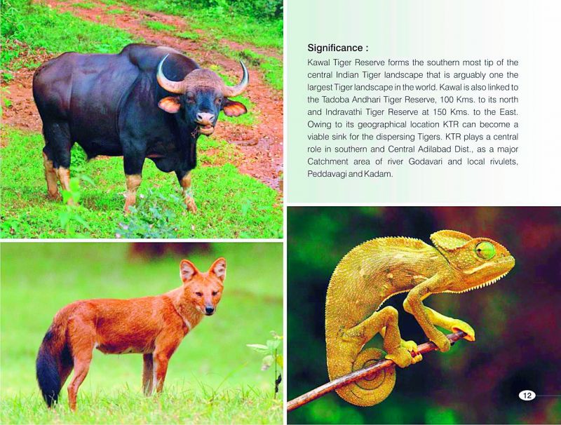 fauna of tS: (left) the Indian Bison, Gaur. (above) A chameleon 