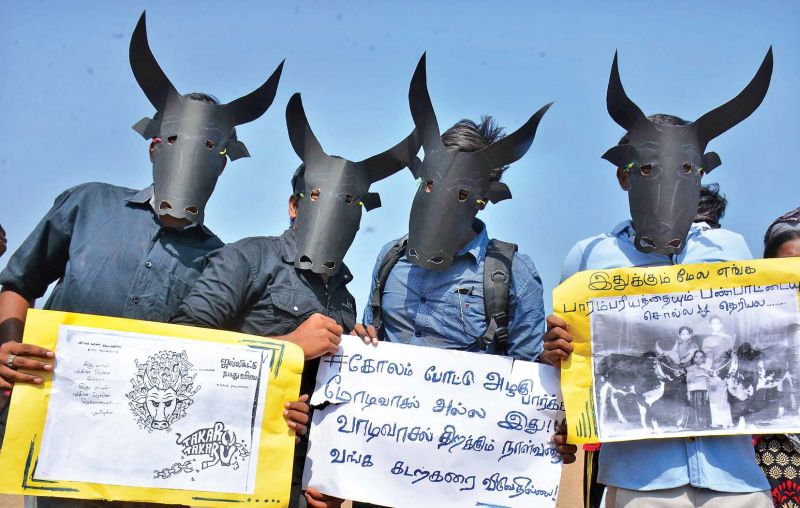 While a few villages in Thanjavur, Pudukottai and Ramanathapuram districts held jallikattu events, protesters at Alanganallur refused to let authorities inside the village to make arrangements.