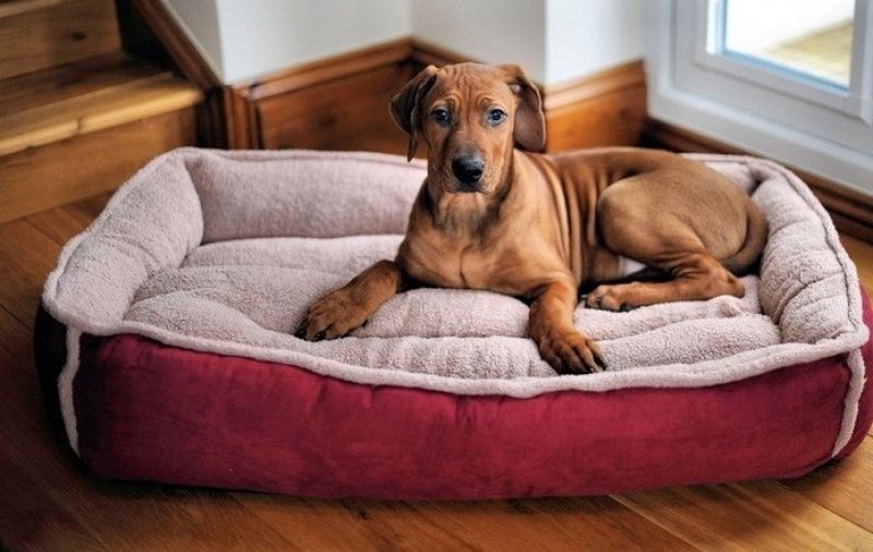 Avoid using a dinghy pillow or rug as your pet's resting area which will end up messing with your home's interiors.