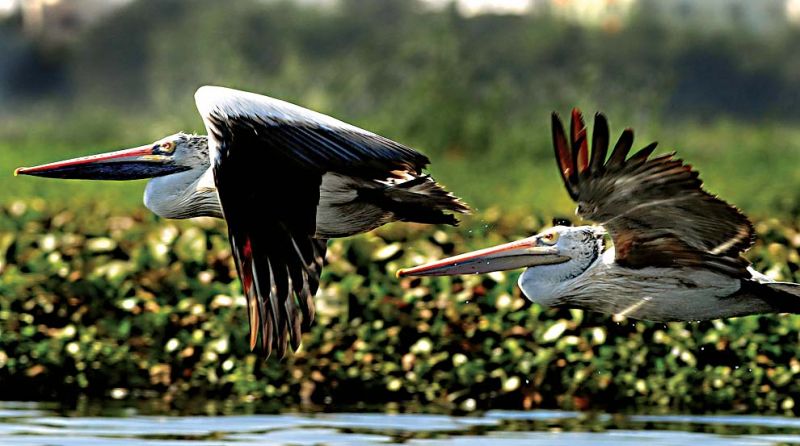 Madivala Lake - Spotted Pelicans or Dalmatian Pelicans.