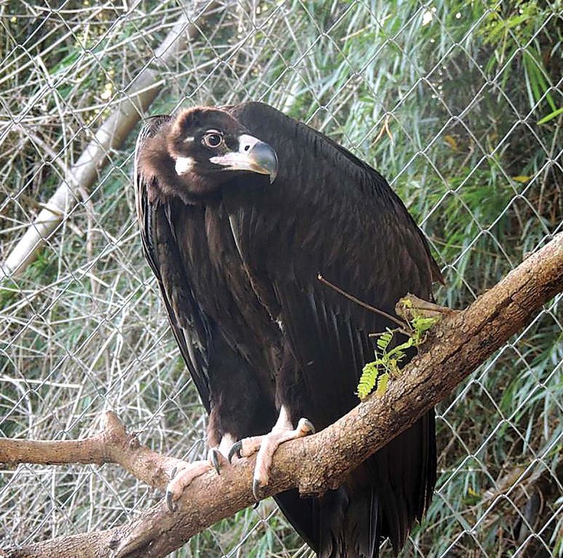 Cinereous vulture spotted at Moyar Valley.