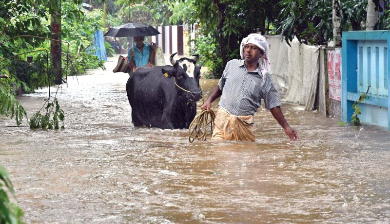 A dairy farmer in Manjaly shifting his cattle to safe place, when water level started to increase. Most of the dairy farmers shifted their cattle without any instruction from authorities as they lost several animals in last year's deluge. (Photo: DC)