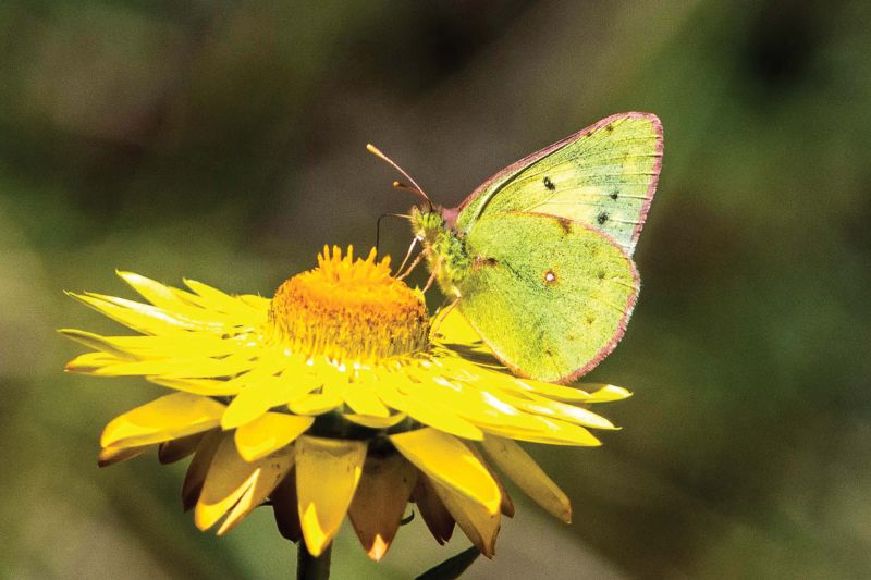 Nilgiri clouded yellow