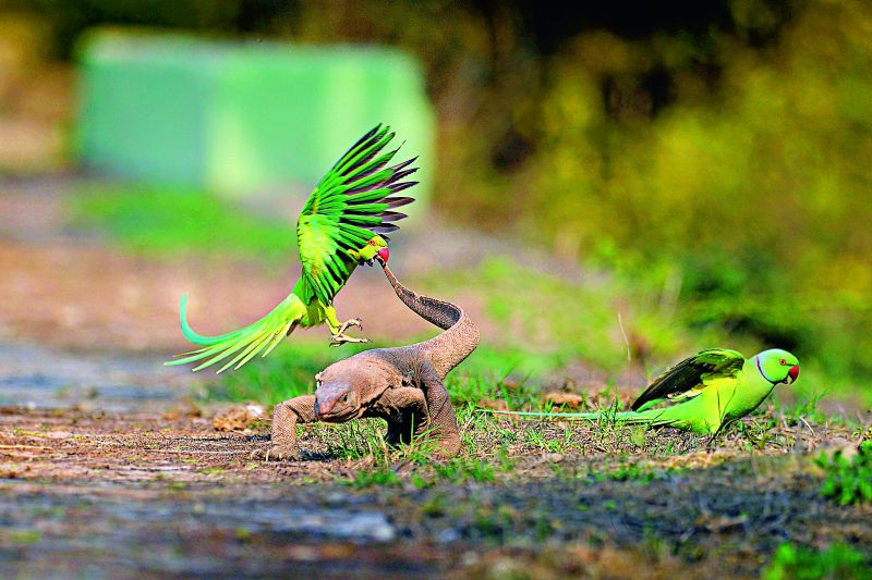The attack rose ringed parakeet monitor lizard
