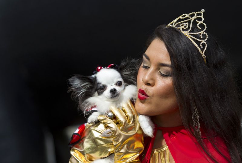 Brazils gone to the dogs: Pooches dress up for Blocao carnival at Rio de Janeiro