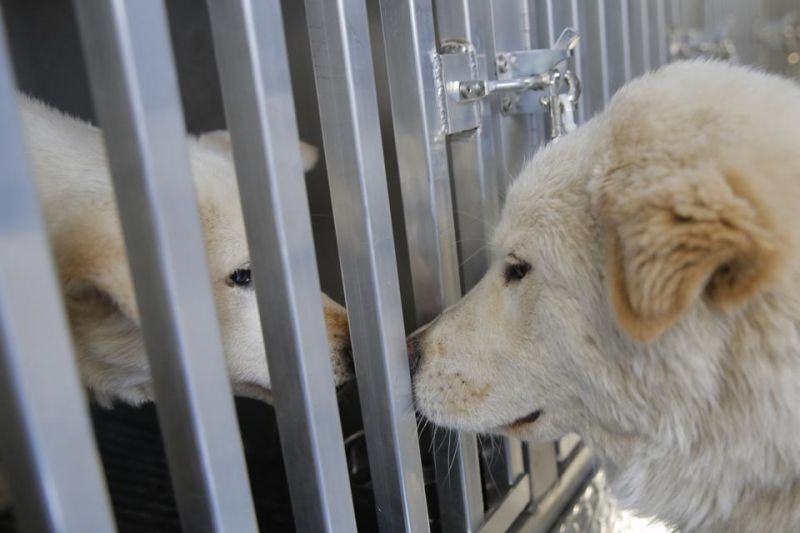 Adorable dogs rescued from meat farms are given new homes