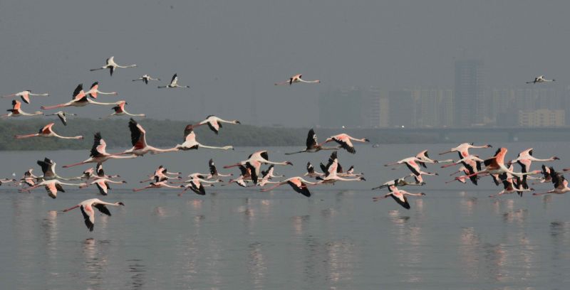 Celebrating the annual return of the flamingoes to Mumbai