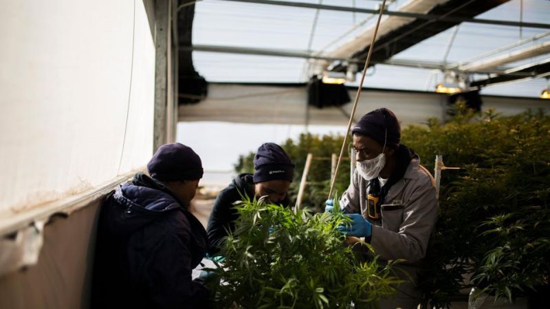 Thailand Starts Banning Sale of Cannabis Without Prescription