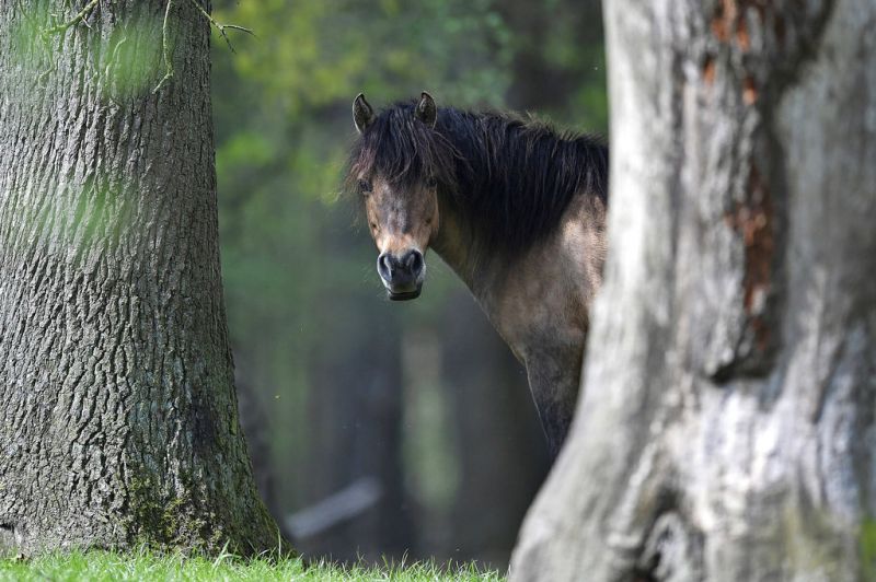 In Photos: Running with Europes last remaining wild horses