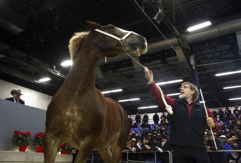 Horses get centre stage at Amish equestrian auction