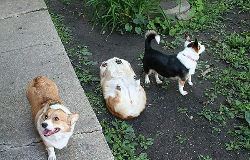 Netizens share images of their dogs landing in hilarious situations