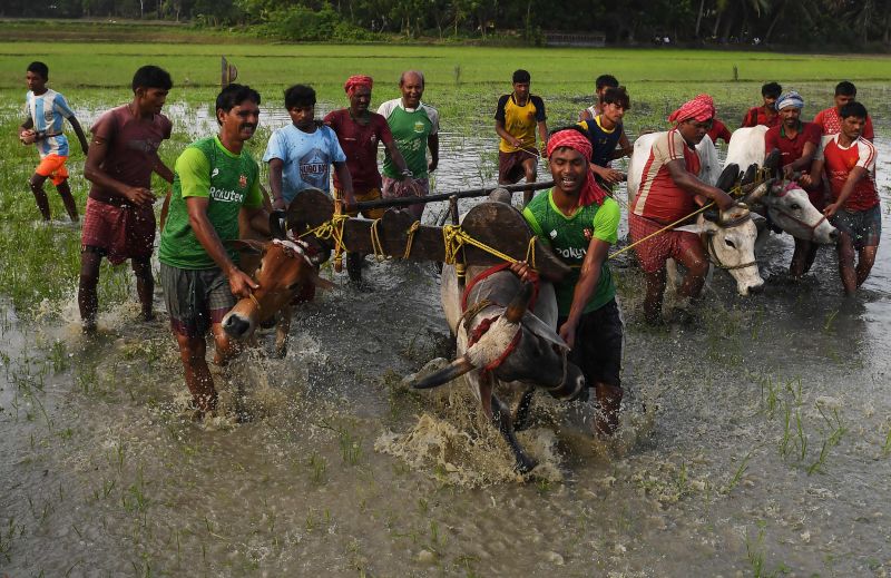 Villagers compete in bull race at a paddy field during monsoon festival in Bengal