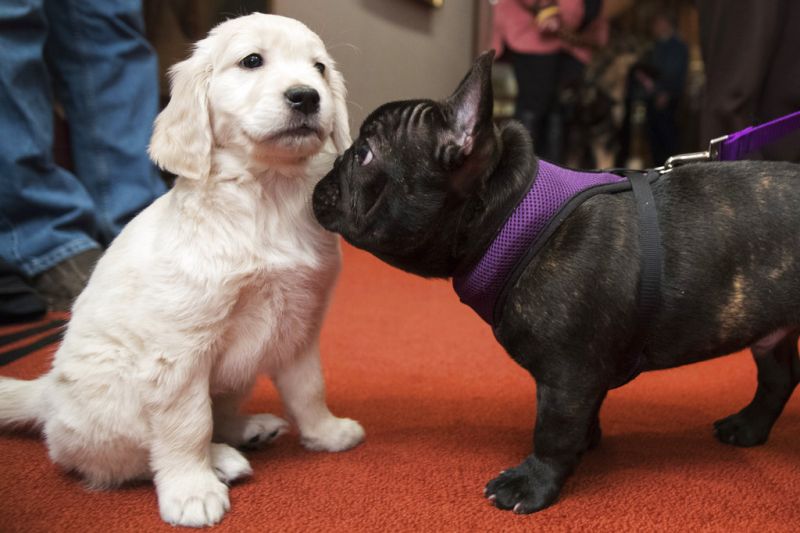In Photos: American Kennel Club declares most popular breeds, Labradors rank first