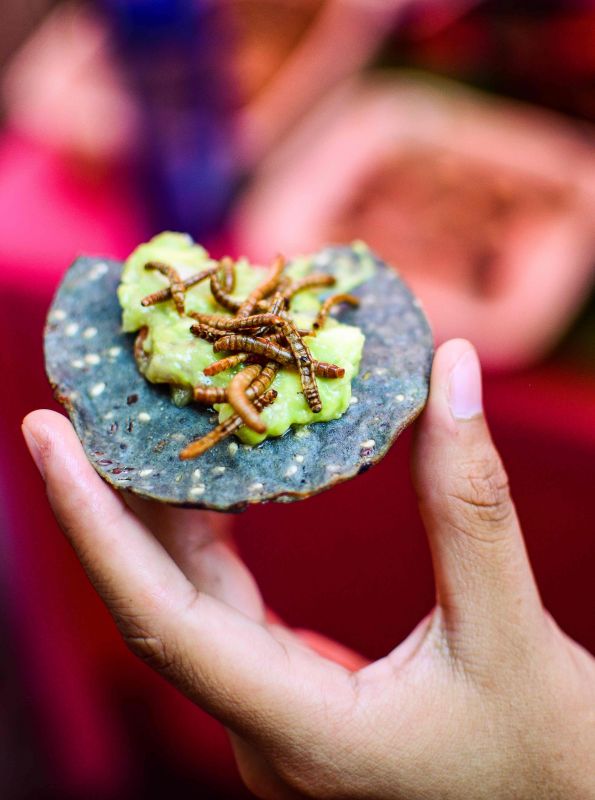 Mexicos food festival offers scorpion canapes and corn tortilla with worms