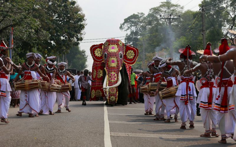 Sri Lanka cracks down on owners of elephants taken from wild