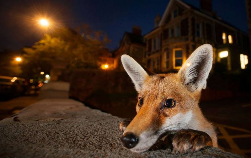 Beautiful images from Wildlife Photographer of the Year competition