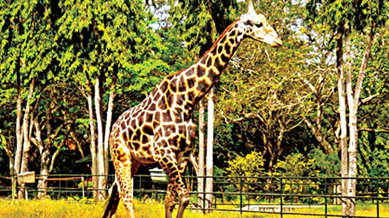 The Sri Chamarajendra Zoological Garden, popularly known as Mysuru zoo,  was closed for a month from  January 4 to February 2 after it was confirmed that six migratory birds found dead in its grounds had died of bird flu.