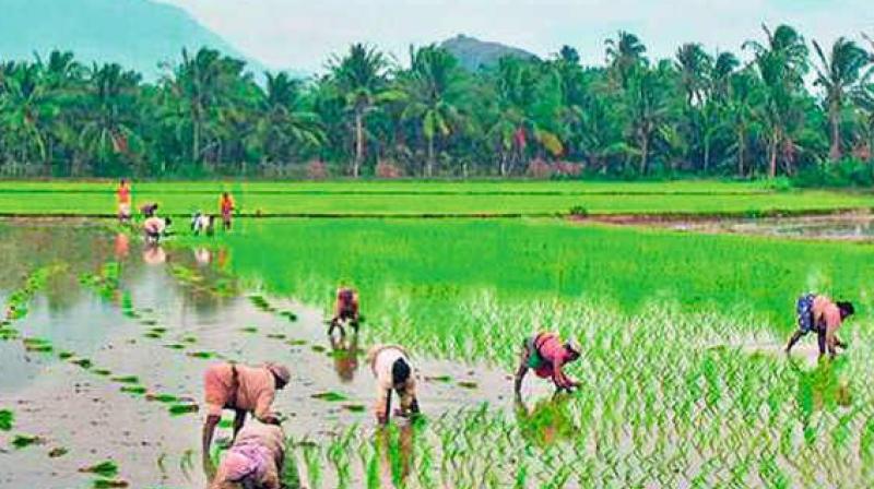 There was also a massive shortfall in rice production. (Representational  image)