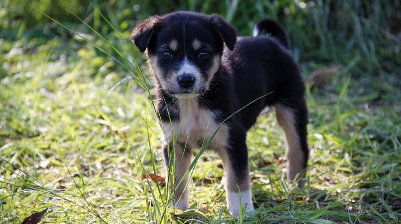 Post-mortem report confirmed the rape and subsequent death of the puppy due to excessive bleeding and shock. (Photo: Pixabay)