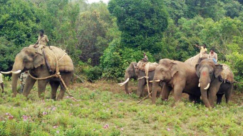 Capturing elephants with tranquilizers used for predators is a risky affair as they might face health complications. (Photo: DC)