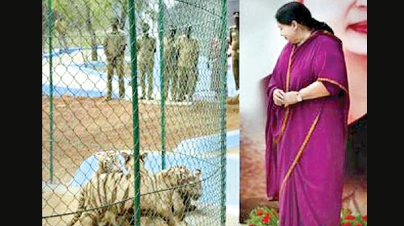 Despite her busy schedule the CM always found time to christen the cubs born at Vandalur zoo. (Photo: DC)