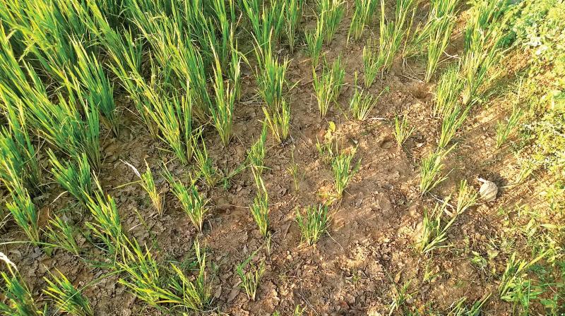 Paddy crop in need of water in a Thanjavur village. (Photo: DC)