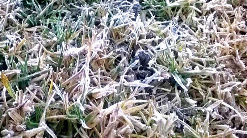 Frosting in the lawns in Kulicholai area in Ooty on Wednesday morning. (Photo: DC)