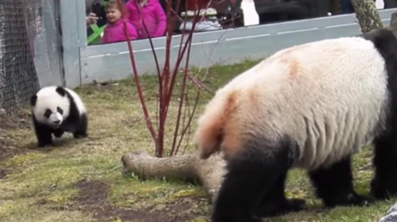 Tumbling around and falling over was a normal and expected part of the play of the giant panda cubs. (Photo: Youtube/Toront Zoo)