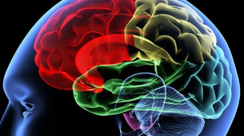 Directional changes in the brain without local volume changes could be a novel biomarker for neurological disease. (Representational Image)