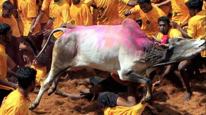 The bill would replace the ordinance, promulgated yesterday for conducting the bull taming sport after a three-year-long ban. (Photo: PTI)