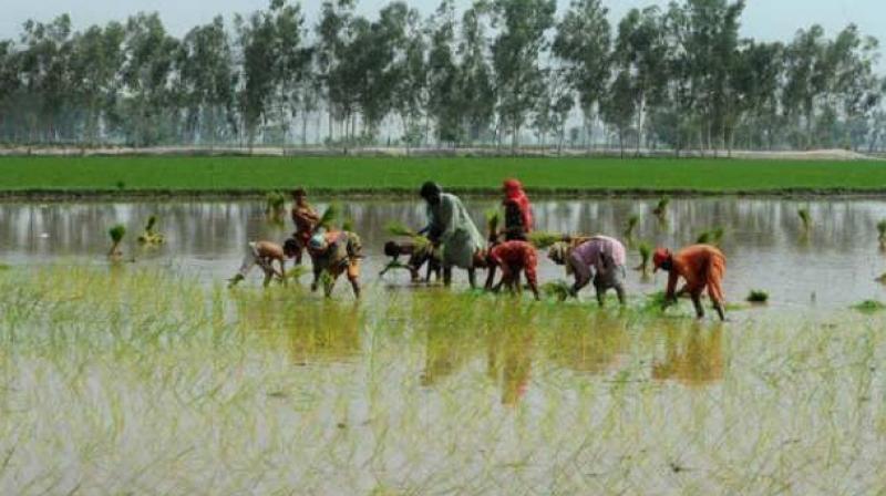 The vigilance and enforcement department has taken up investigation into the fraud in the farmers debt waiver scheme. (Representational image)