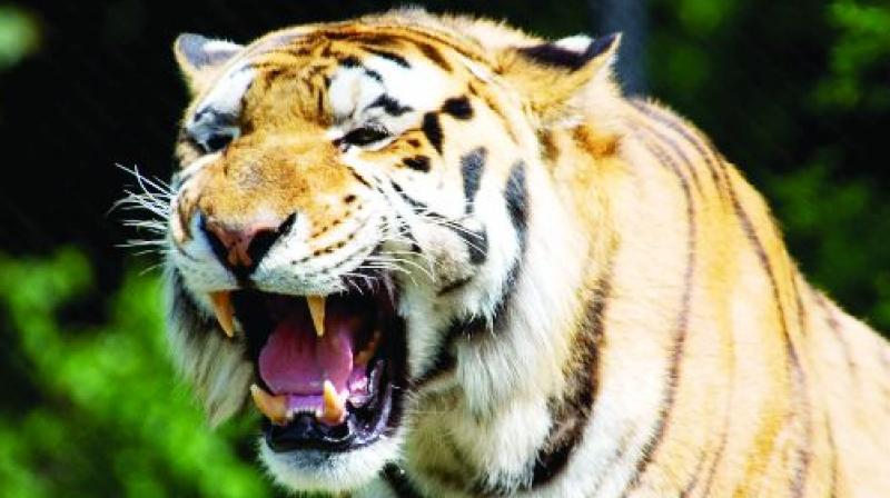 Tigers from Maharashtra moving to Sirpur in Asifabad district are not making Telangana state their home.