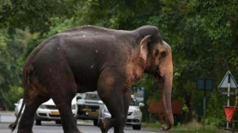 On Thursday, while forest personnel were engaged in driving the tusker back to the forest it attacked Mahadev.
