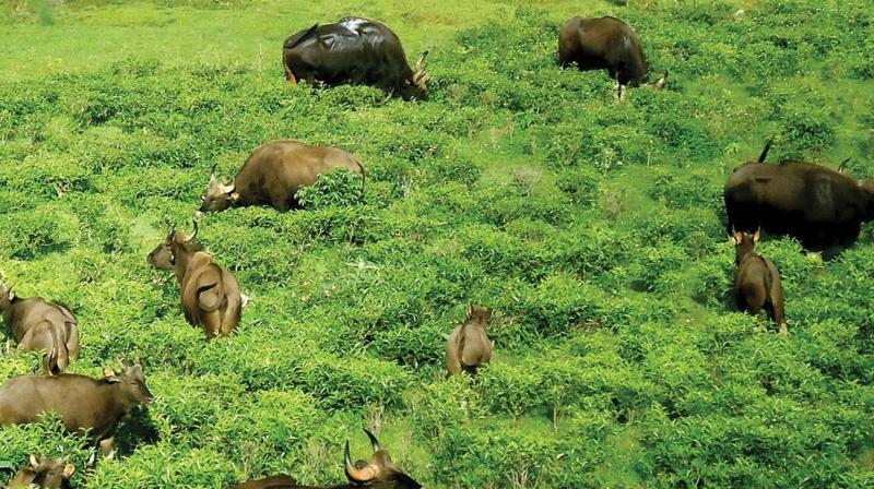 While the Kundah slopes near here is known for the wild gaur menace and related man-animal conflict over the years, in recent weeks herds of gaurs consisting of more than a dozen individual animals in each herd, pose veiled threats to farmers and residents.